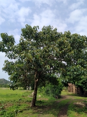 Gmelina
