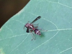 Ropalidia hongkongensis