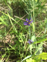 Sisyrinchium septentrionale