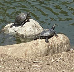 Trachemys scripta elegans