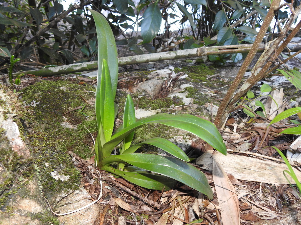 Paphiopedilum druryi