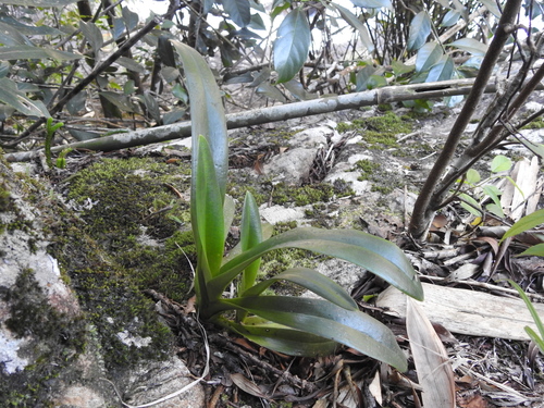 Image of Paphiopedilum druryi by (c) Hopeland, some rights reserved (CC BY)