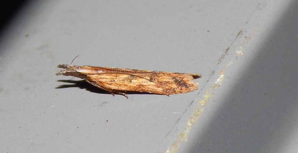 Leuronoma