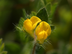 Lotus angustissimus