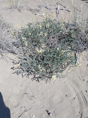 Astragalus curvicarpus