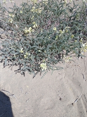 Astragalus curvicarpus