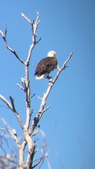 Haliaeetus leucocephalus leucocephalus