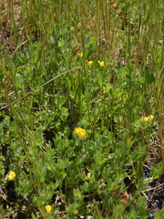 Lotus angustissimus