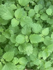 Lamium album