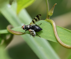 Ceroxys urticae