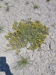 Phacelia lutea