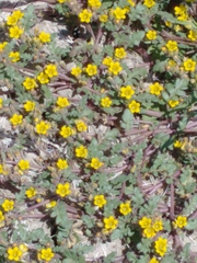 Phacelia lutea
