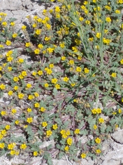 Phacelia lutea
