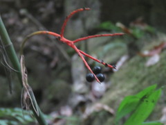 Chamaedorea pochutlensis