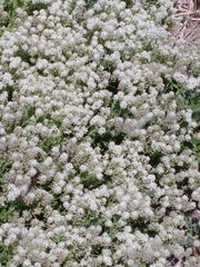 Lepidium appelianum