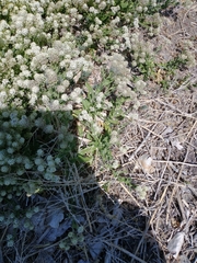 Lepidium appelianum