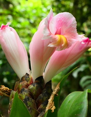 Costus acreanus
