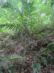 Chamaedorea pochutlensis