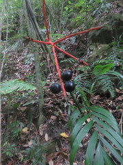 Chamaedorea pochutlensis