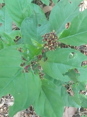 Psychotria nervosa