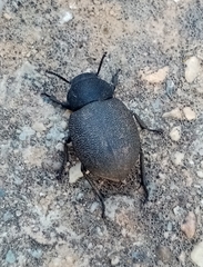 Phymatiotris quadricollis