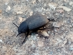 Phymatiotris quadricollis