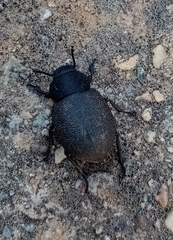 Phymatiotris quadricollis