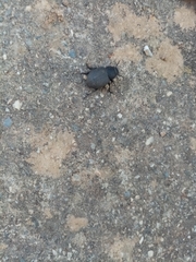 Phymatiotris quadricollis