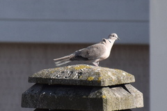 Streptopelia decaocto