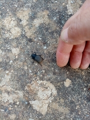 Phymatiotris quadricollis