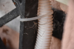 Holocnemus pluchei