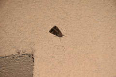 Autographa gamma