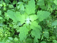 Chenopodium album