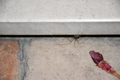Holocnemus pluchei