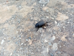 Phymatiotris quadricollis