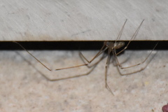 Holocnemus pluchei