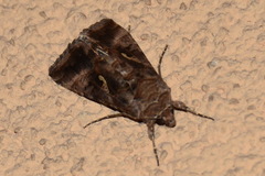 Autographa gamma
