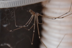 Holocnemus pluchei