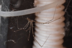 Holocnemus pluchei