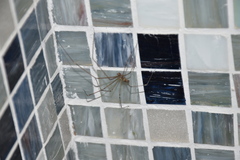 Holocnemus pluchei