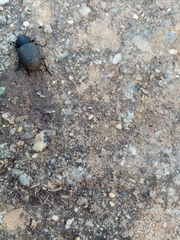 Phymatiotris quadricollis