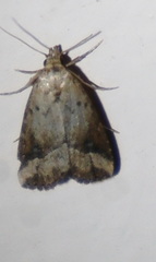 Luceria oculalis
