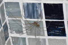 Holocnemus pluchei