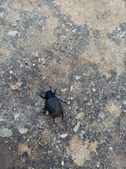 Phymatiotris quadricollis