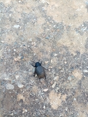 Phymatiotris quadricollis