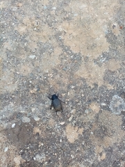 Phymatiotris quadricollis