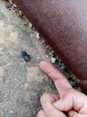 Phymatiotris quadricollis