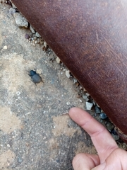 Phymatiotris quadricollis