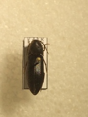 Onichodon canadensis