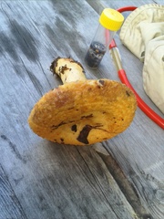 Lactarius repraesentaneus
